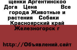 щенки Аргентинскоо Дога › Цена ­ 25 000 - Все города Животные и растения » Собаки   . Красноярский край,Железногорск г.